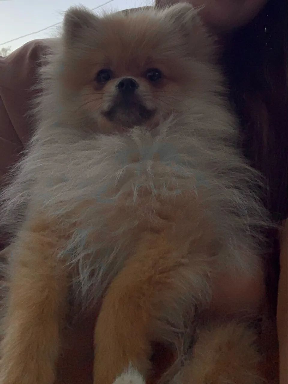 Lulu da Pomerania - Foto 3
