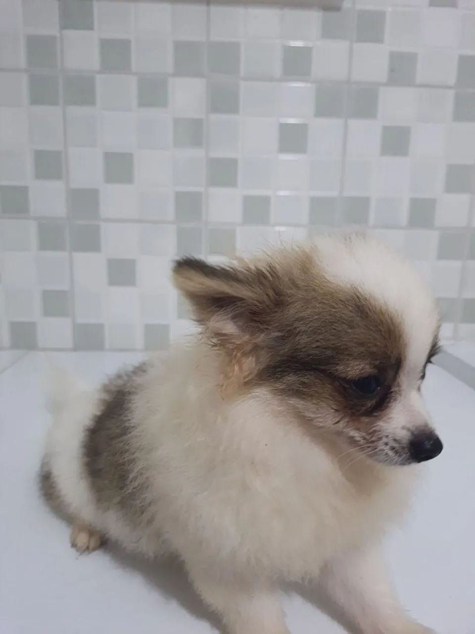 Spitz alemão machinho 