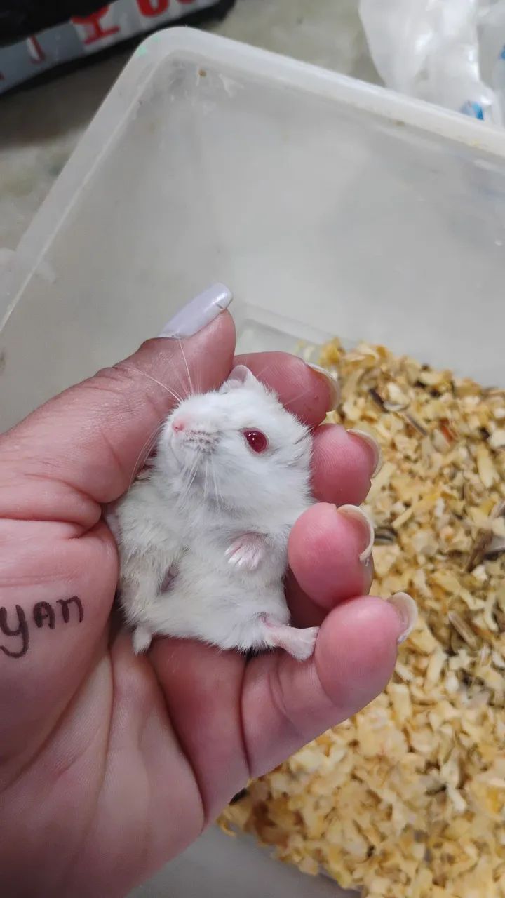Hamster Anão Russo  - Foto 2