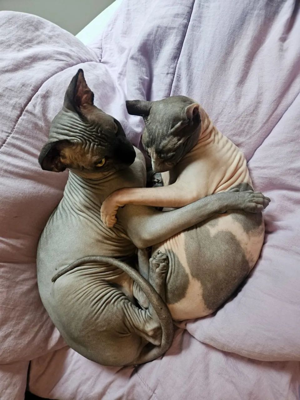 Gato Sphynx (gato sem pelo) - Foto 3