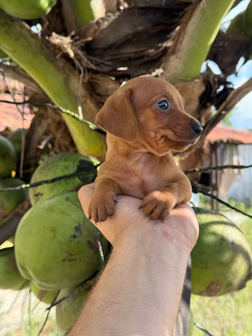 Salsichinha mini macho e fêmea  - Foto 3
