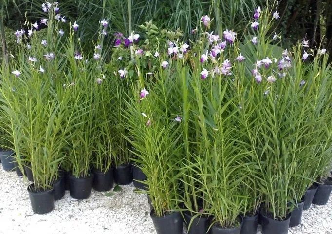 Orquídea bambu  - Foto 2