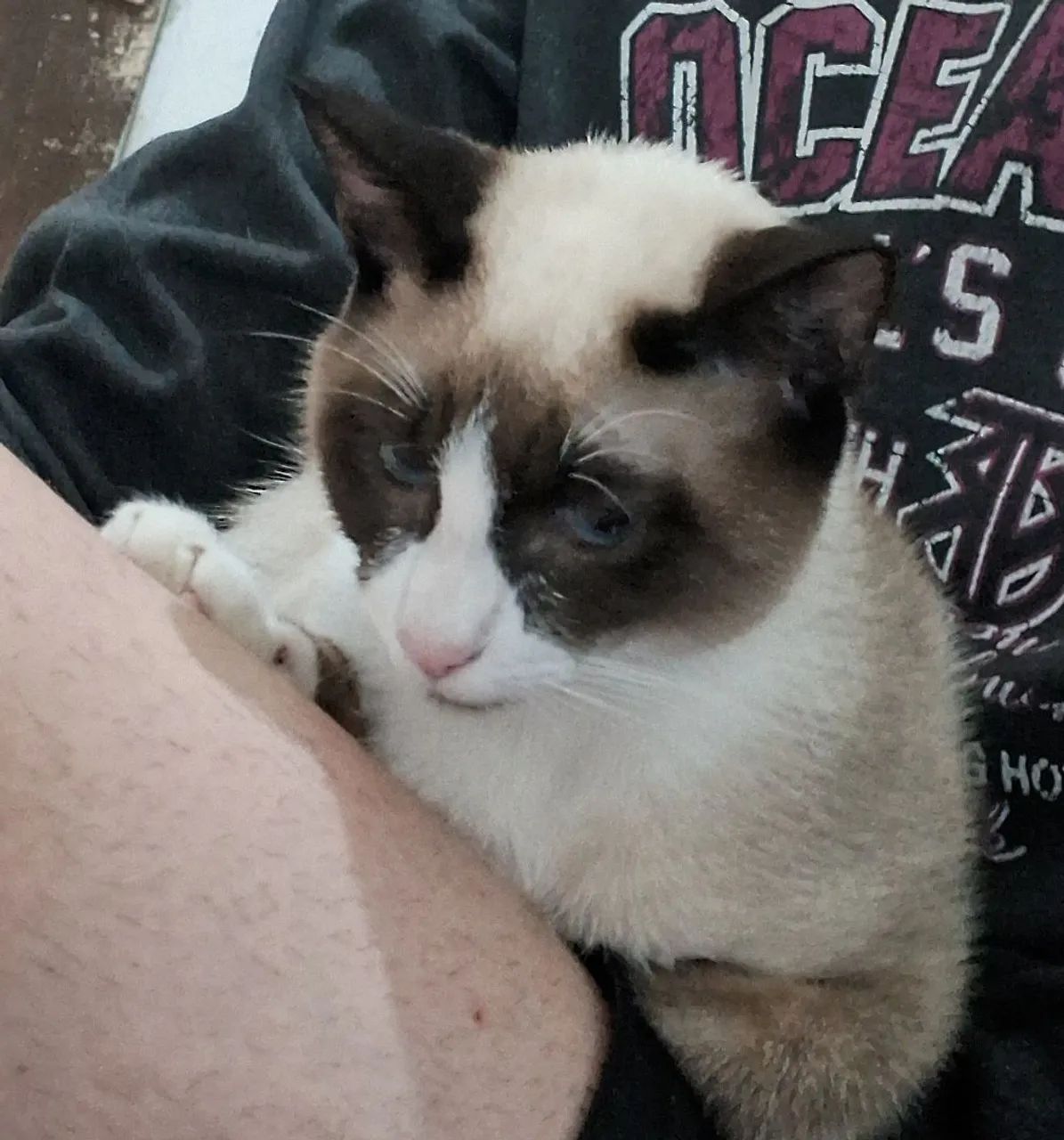 Doação de gato.