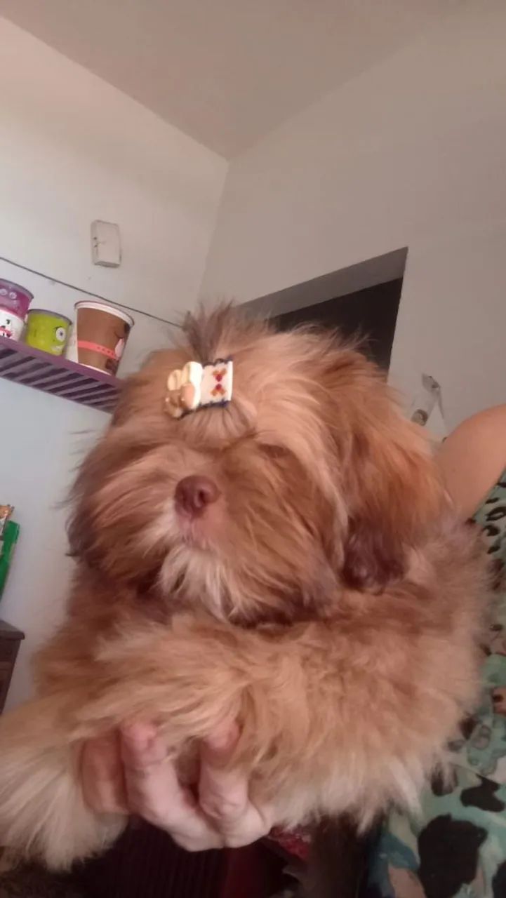 Shih Tzu machinho cor Rara  - Foto 3