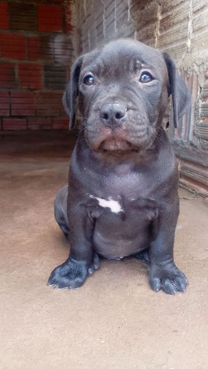 Pra vende  - Foto 2