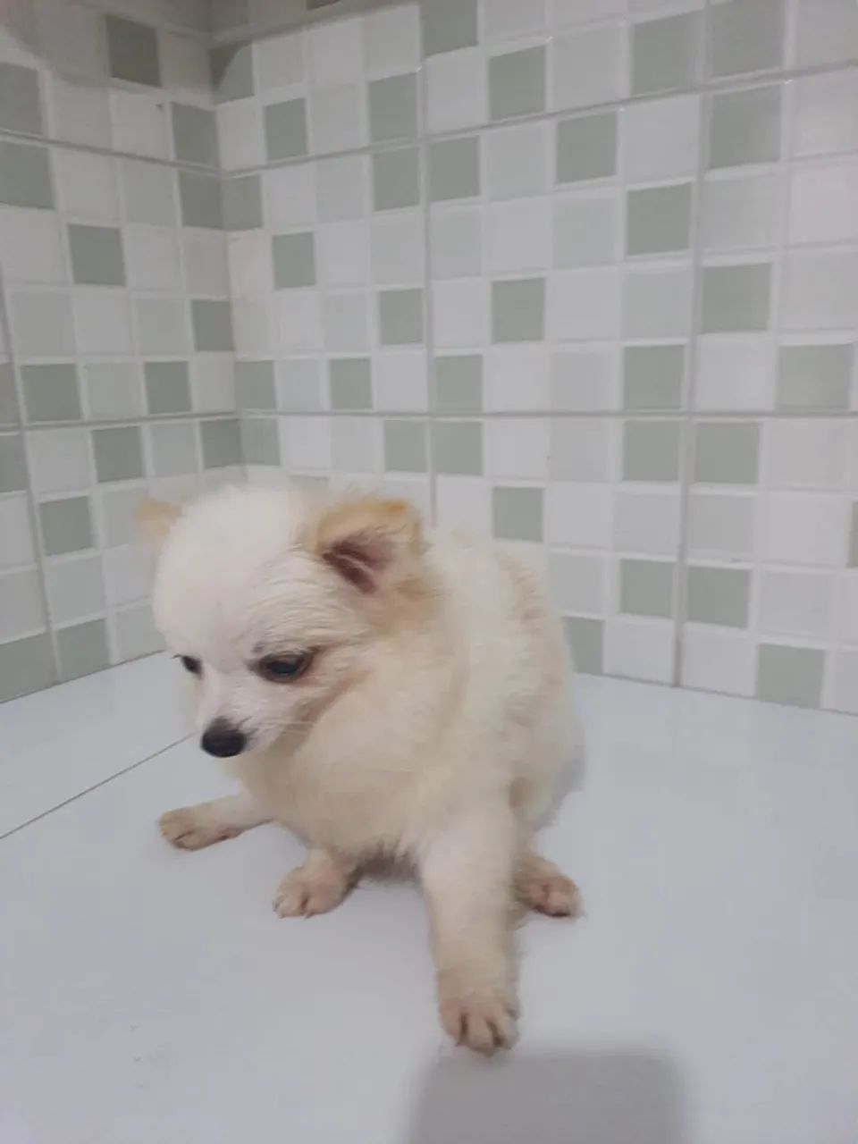 Spitz alemão machinho  - Foto 2