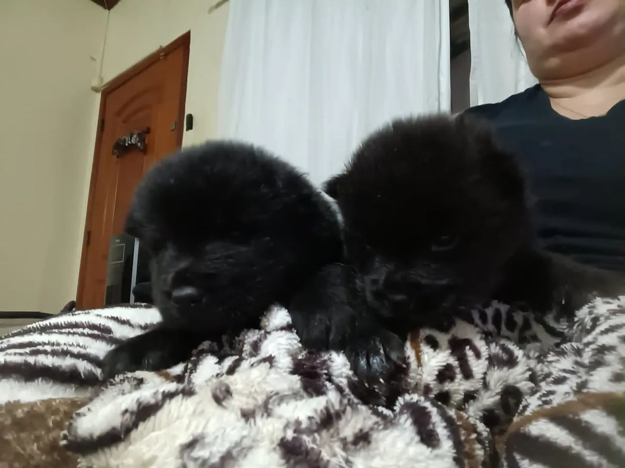 Filhote Fêmea de Chow-Chow  - Foto 3