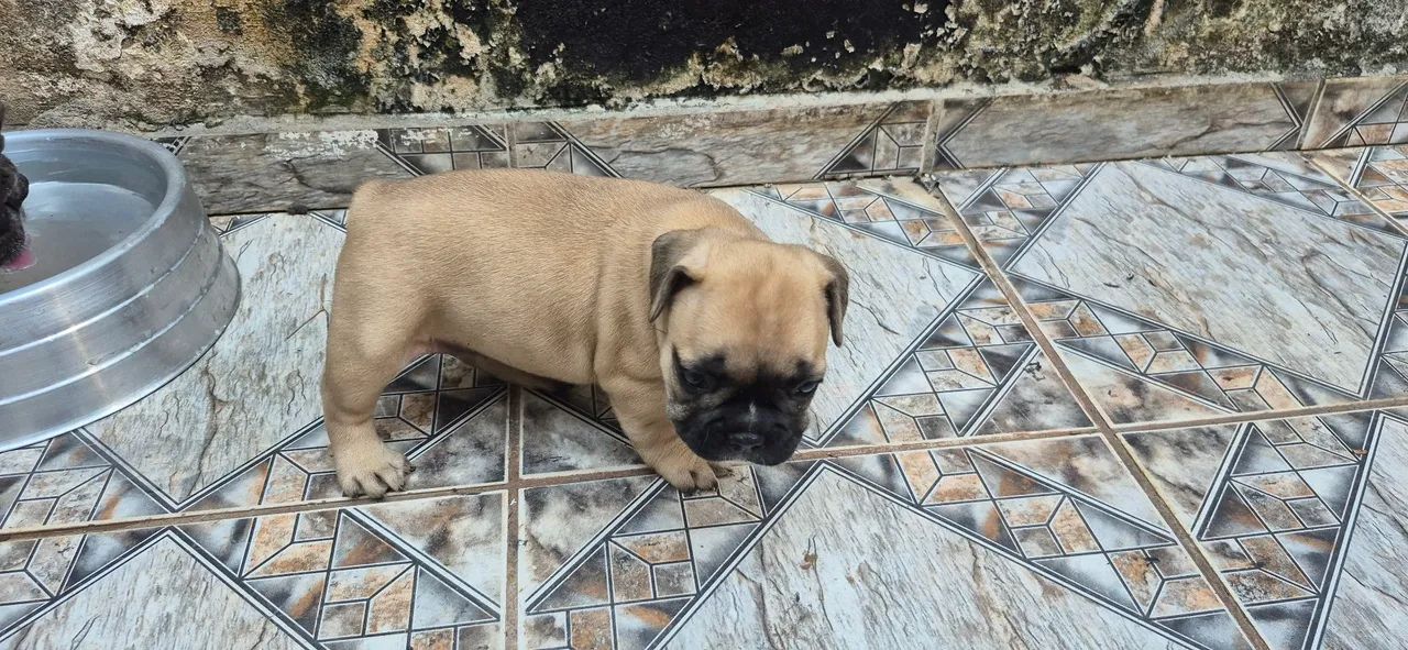 Filhotes buldogue francês