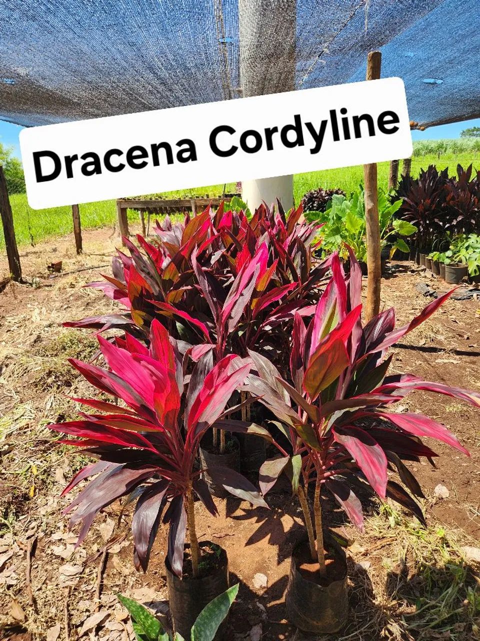 Mudas de plantas ornamentais 