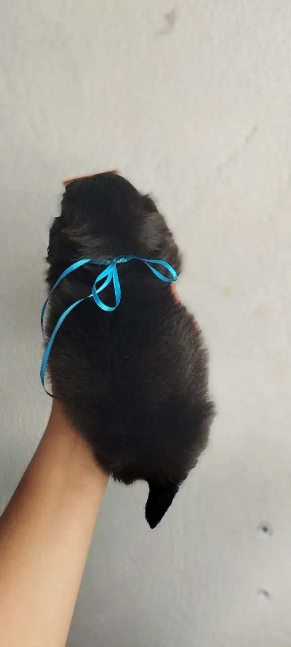 Shitzu pretinho  - Foto 5