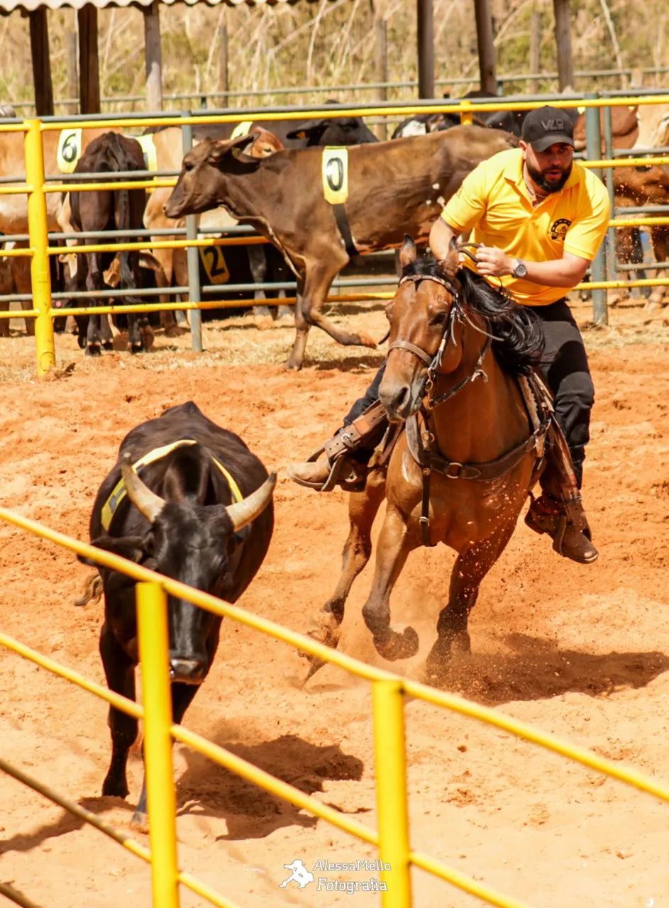 Cavalo quarto de milha  - Foto 2