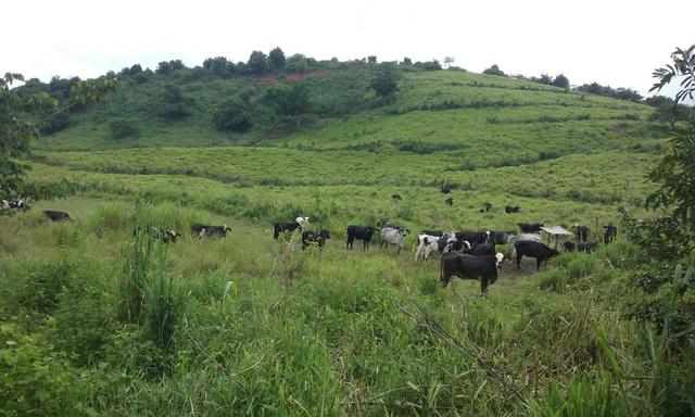 36 hectares na região pingo dagua