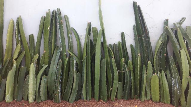 Pitaya Vermelha