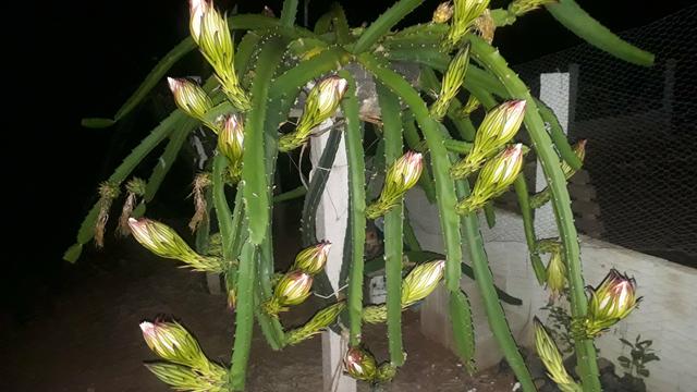 Pitaya Vermelha - Foto 3