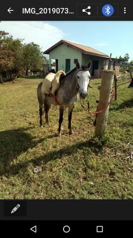 Vendo cavalo inteiro