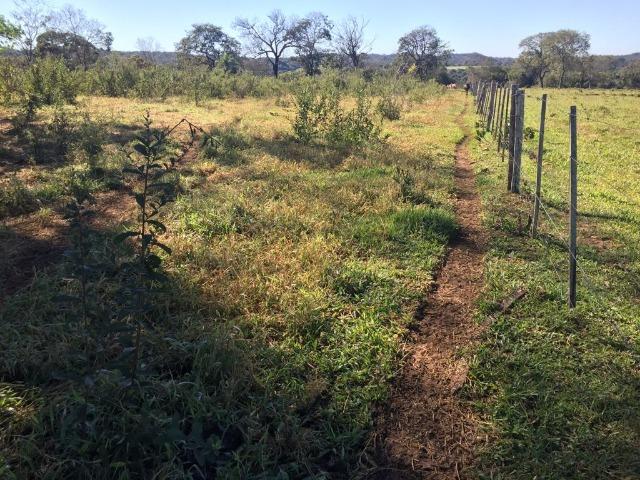 Fazenda c/ 570he, c/ 90% aberto/juquirado, 8km de Itiquira-MT, entrada + 4 parcelas - Foto 2