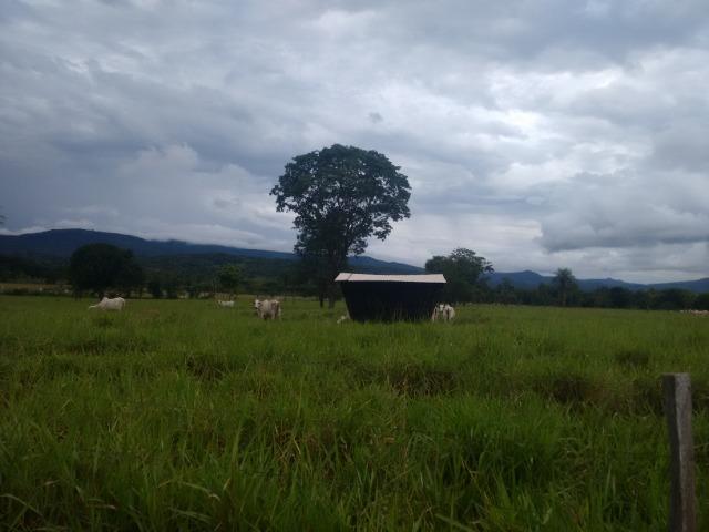 Fazenda 570 Hectares Grande Oportunidade - MT - Foto 9