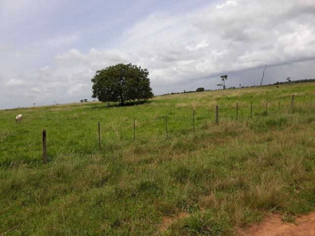 Fazenda 5.993 Hectares Dupla Aptidão - Vila Rica - MT - Foto 5