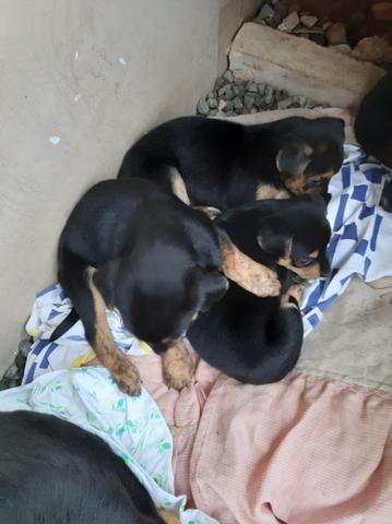 Cachorrinhos para doação responsável - Foto 6
