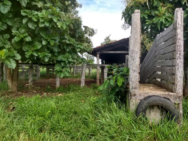 Fazenda com 200he, c/ 50% formado, terra de cultura, 40km de Cuiabá-MT - Foto 4