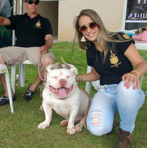 American Bully sangues Importados - Foto 4