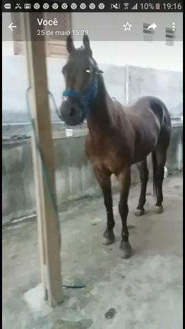 Cavalo de direita pra textar - Foto 2