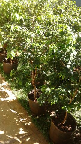 Produtor frutífera com Frutos-limão taiti, galego, pokan-Grama preço baixo-Montamos Pomar - Foto 3