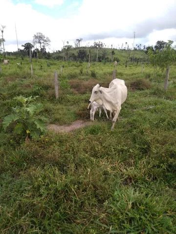 Girico  Preço Venda Compra - MF Rural