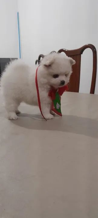 Filhote de Spitz Alemão - Foto 4