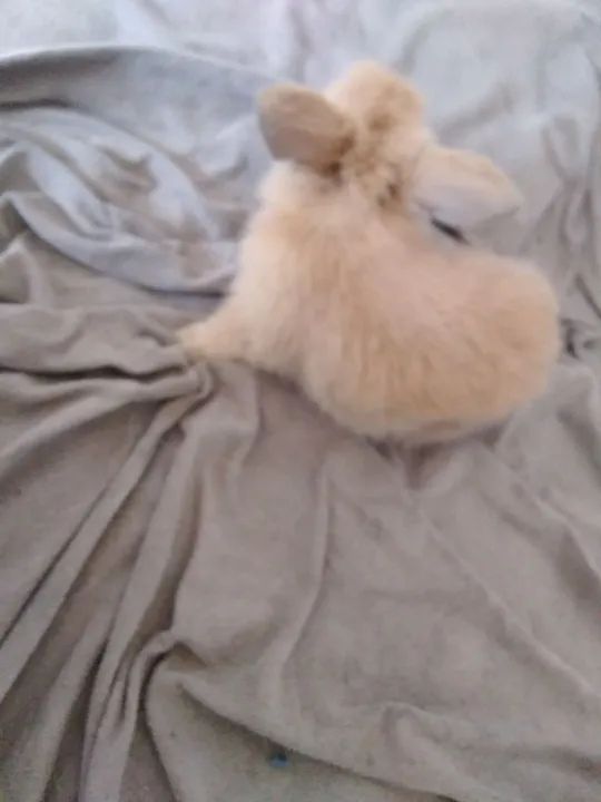 Filhotes disponíveis 25/01/25,mini coelhos maleado ou café 250,00  - Foto 4