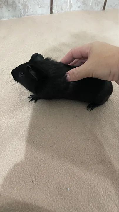 Porquinho da índia  - Foto 2