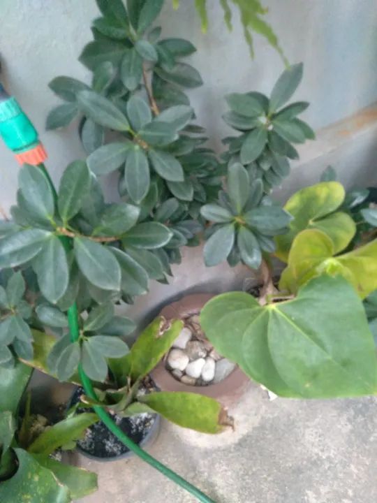 Planta ornamental no vaso  - Foto 2