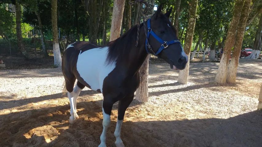 Cavalo QM Tobiano Negro - Foto 2