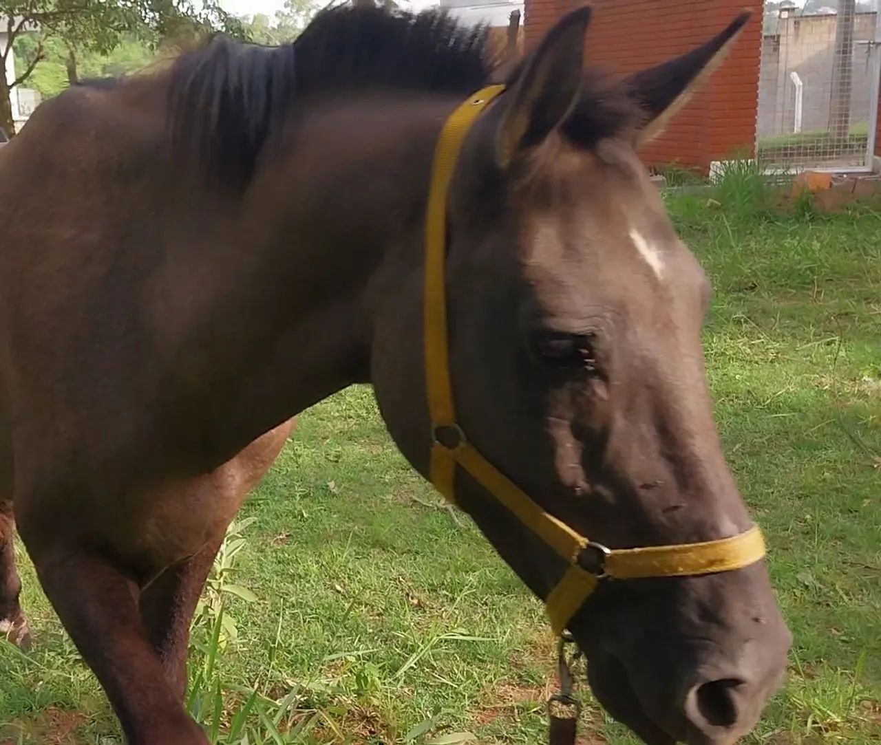 Oportunidade! Cavalo 7 anos - Foto 3