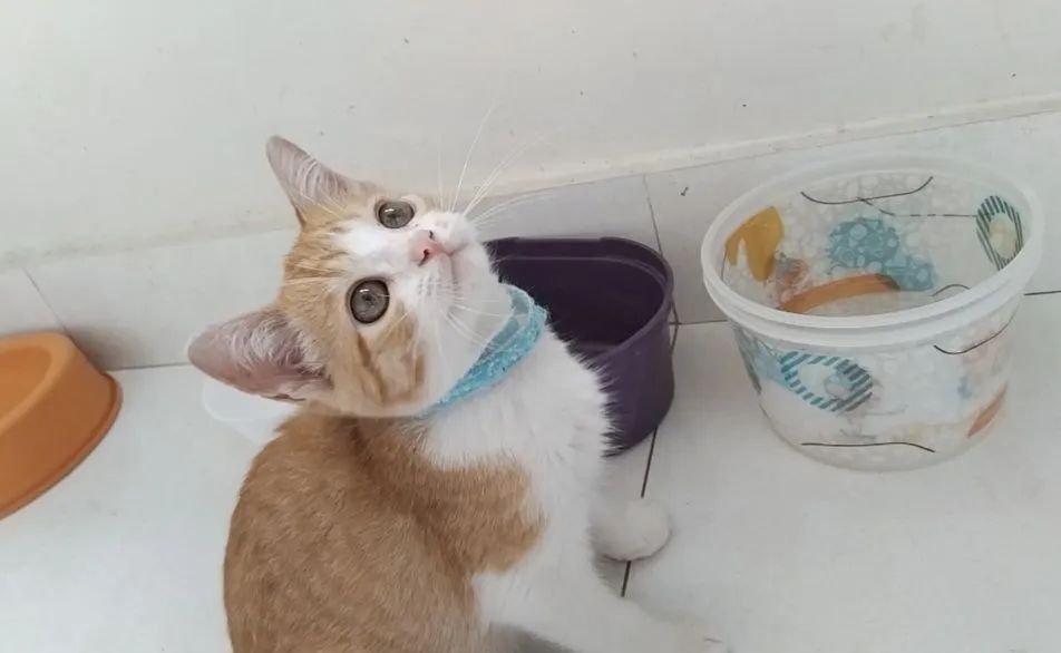Gatinho laranjinha para adoção