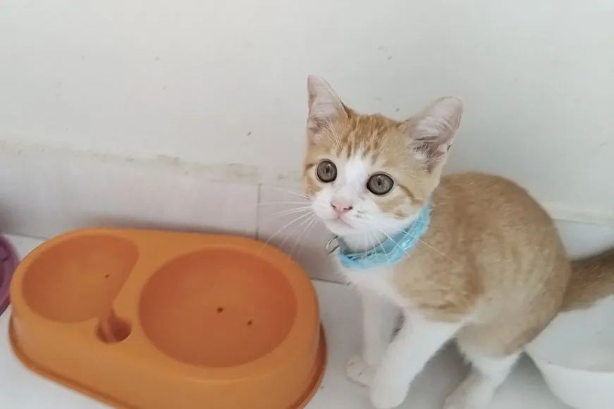 Gatinho laranjinha para adoção - Foto 3
