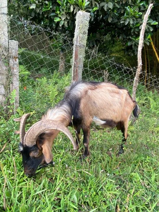 Bode para venda - Foto 3