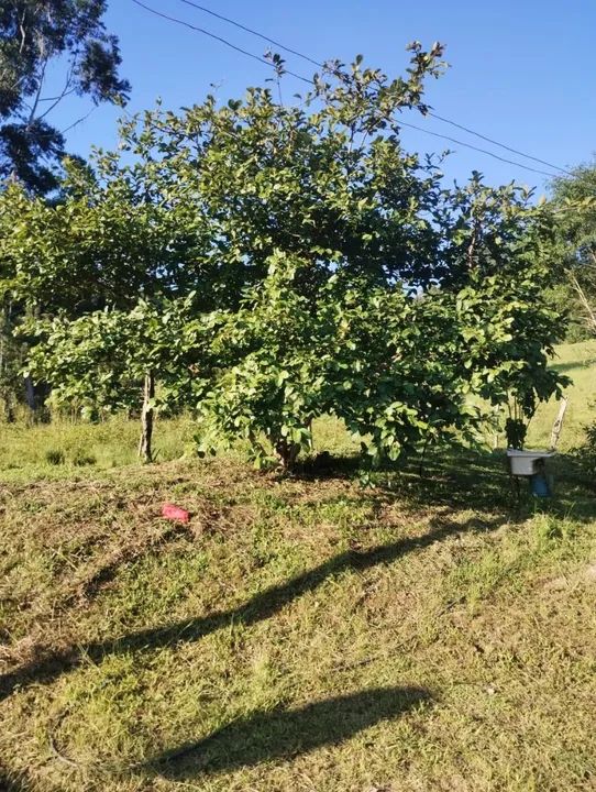 foto - Florianópolis - Ribeirão da Ilha