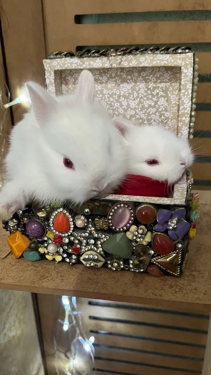 Mini coelho Anão64684119069314122