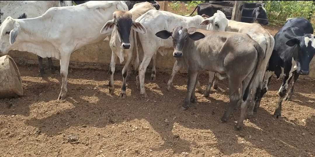Bezerras gado Nelore e Neloradas para venda lote 10 cabeças  - Foto 3