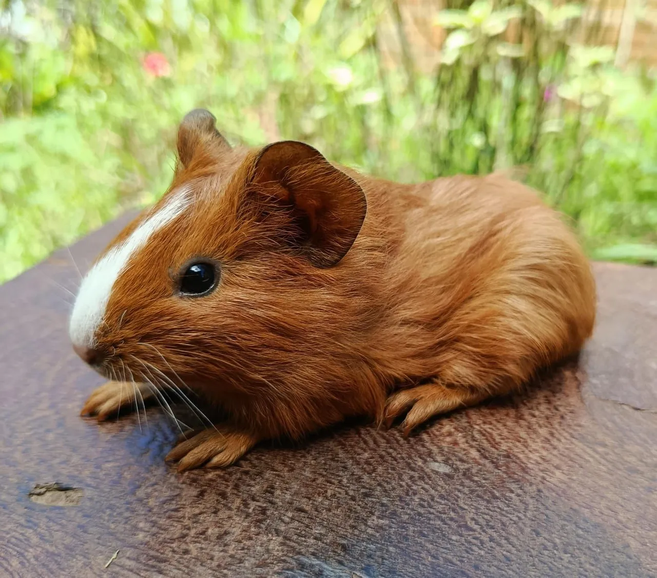 Porquinha da Índia Fêmea Filhote