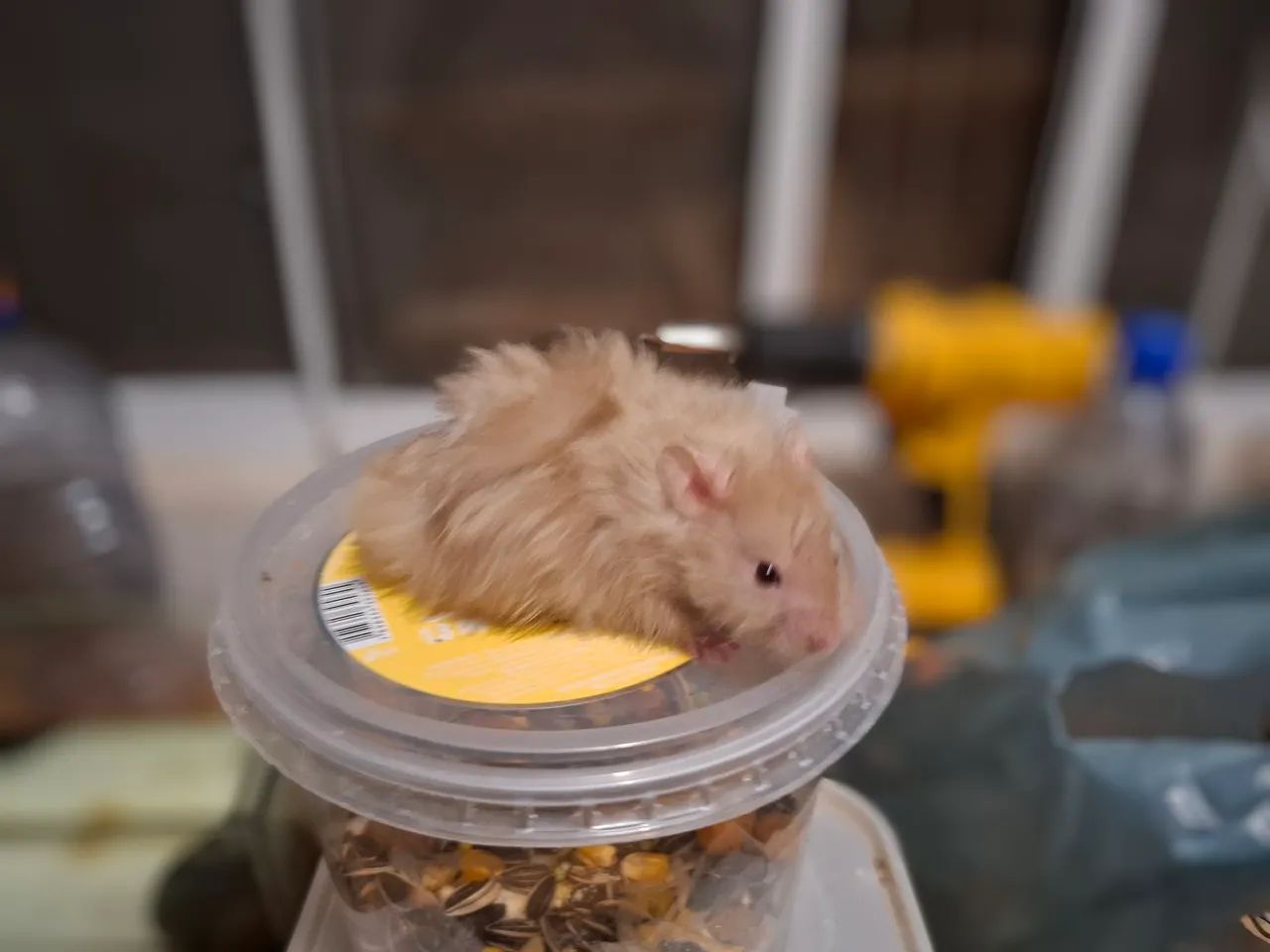 Hamster a venda - Foto 3