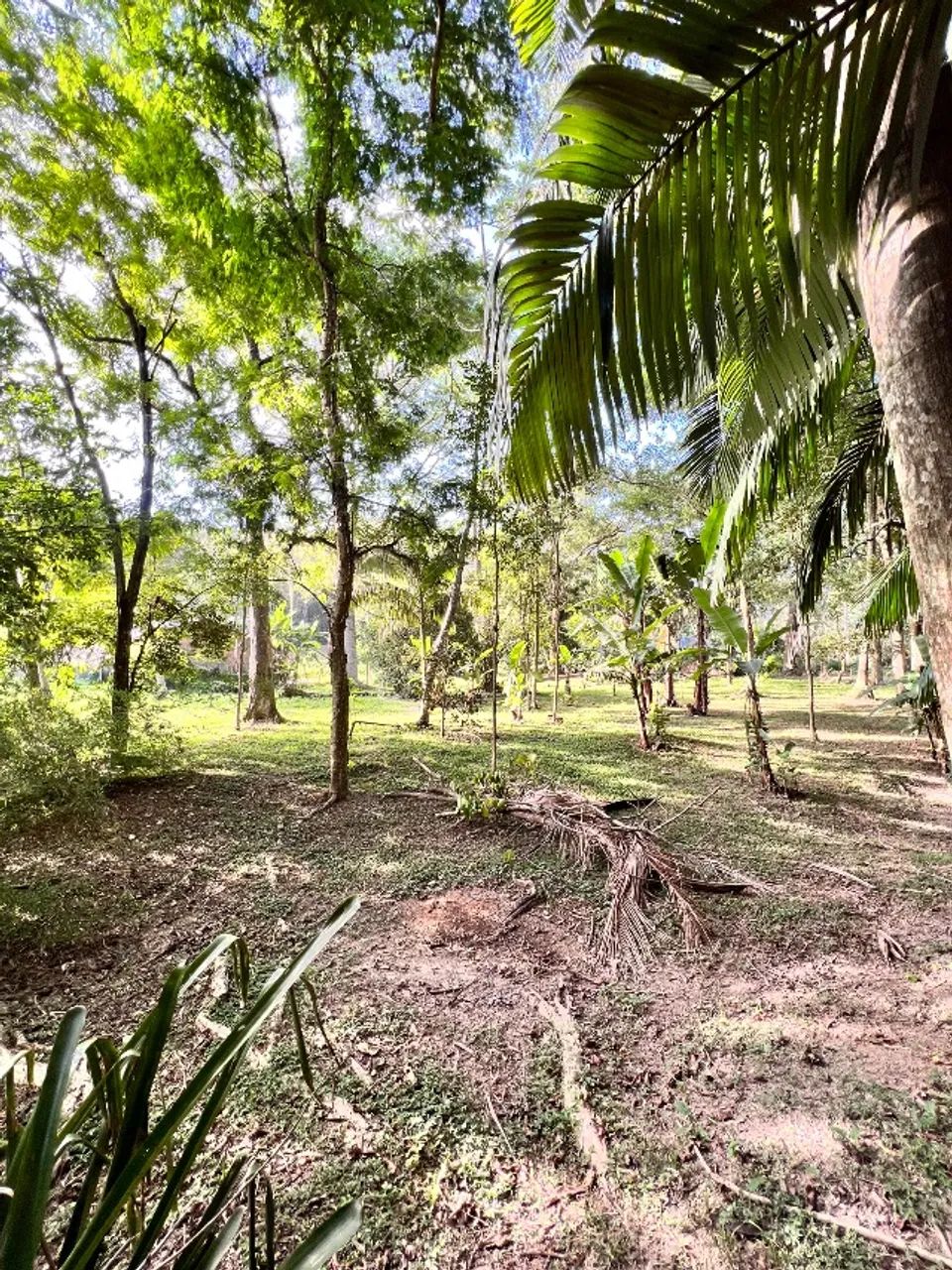 Sítio (Chácara) em Palhoça - Foto 10