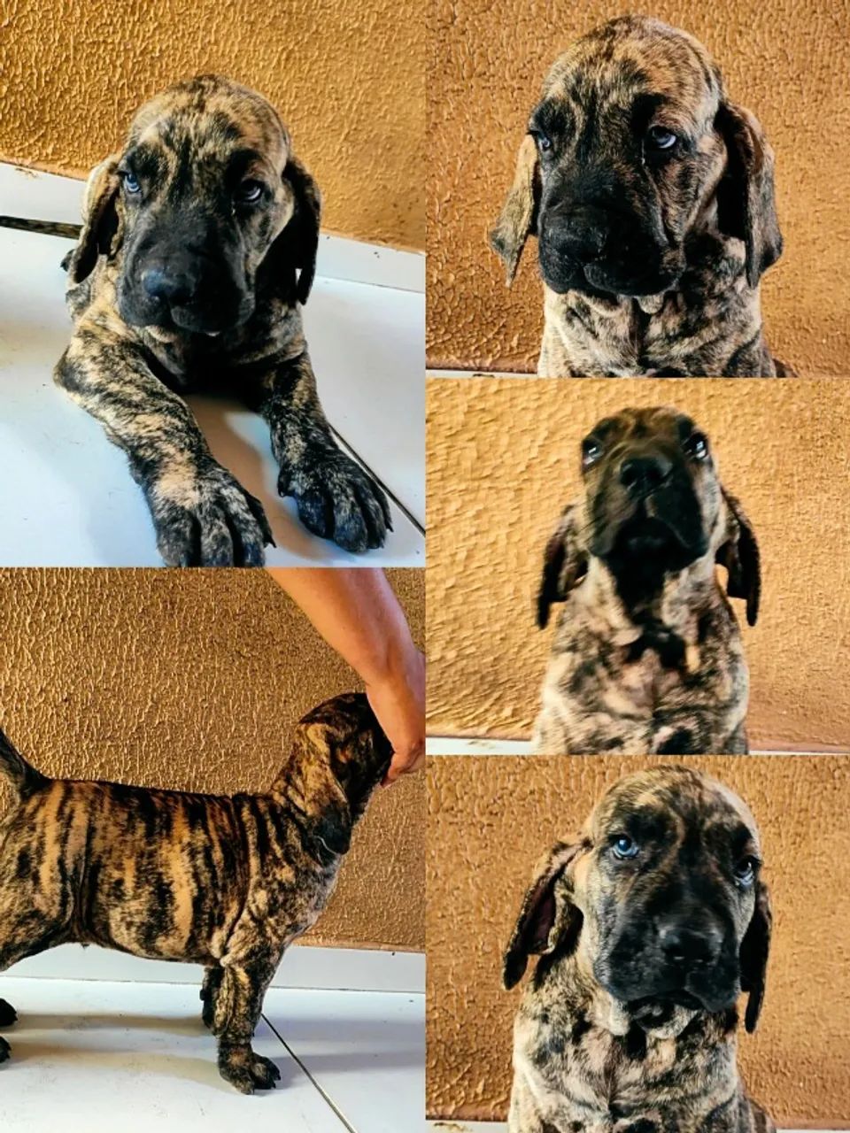 Fila Brasileiro - Filhotes Tigrados