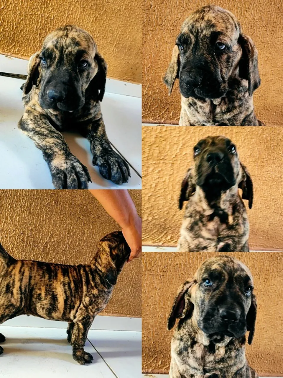 Fila Brasileiro - Filhotes Tigrados