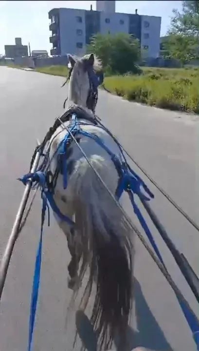 Pônei castrado - Foto 6