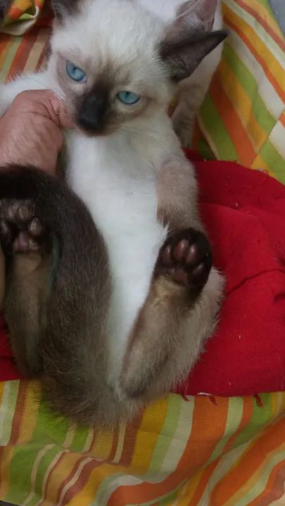 Gatinho Siamês disponível para adoção - Foto 4