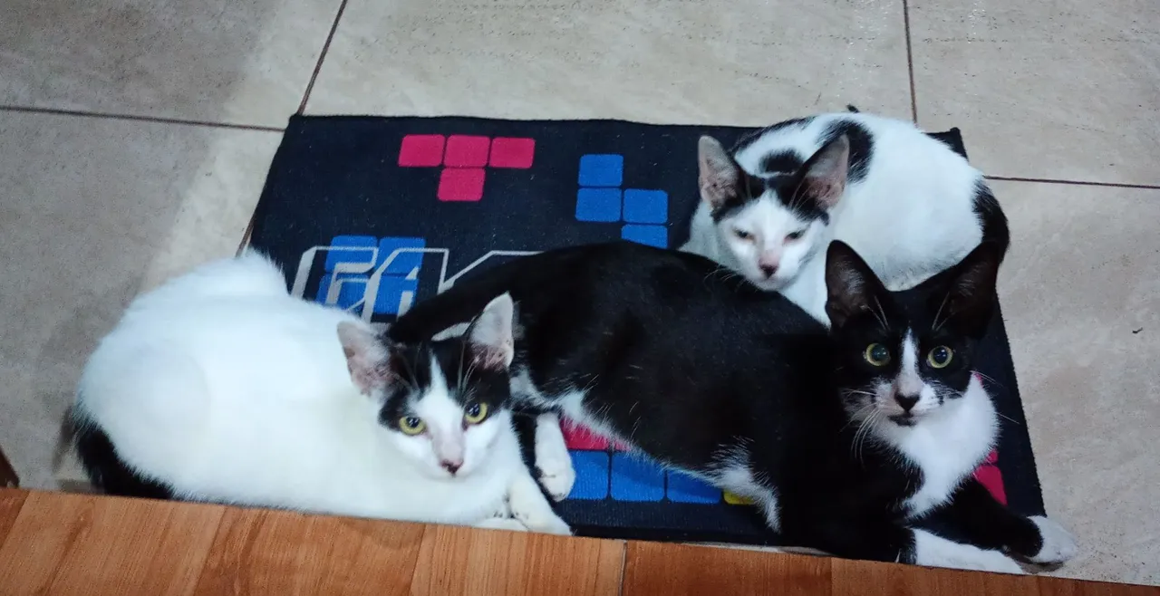 Gatinhas adoráveis para adoção