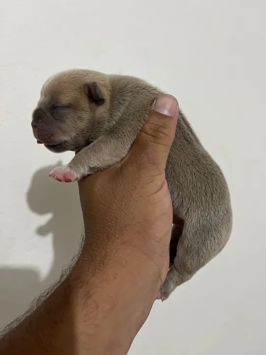Filhotes American Bully Micro - Foto 4