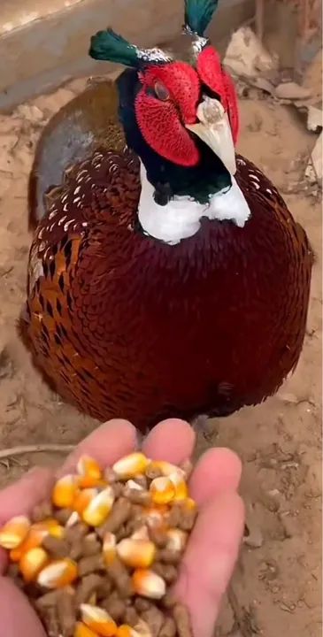 Faisão Coleira Jovens e filhotes 